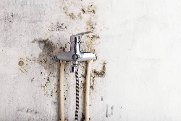 Best Office Mold Removal Services  in Goose Creek, SC