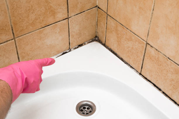 Best Mold Removal Company Near Me  in Goose Creek, SC